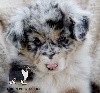  - Puppies  CHIOTS NOEL  2017