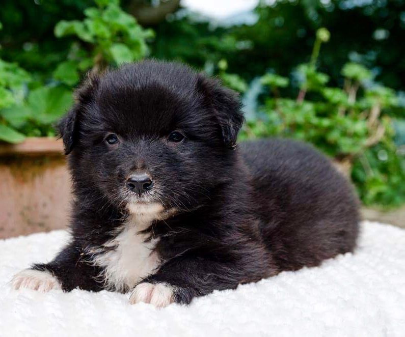 Black Magic Chiots de Cali et Muxu