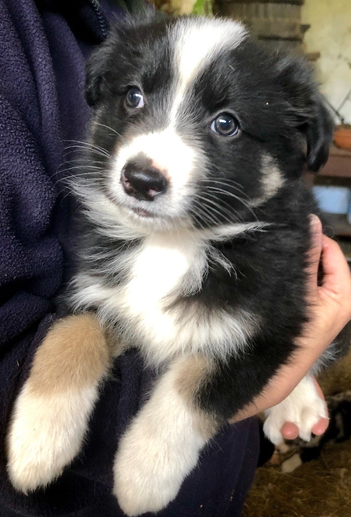 4 beaux bébés cherchent Forever Home