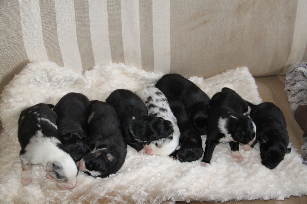 Etoile Du Berger Basque - Naissance des chiots de Jina et Cali  le 06 Mars 2018